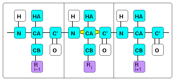 protein backbone cartoon